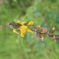 Crotalaria incana L.